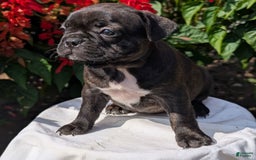 Frenchton dogs for sale: Nala - Image 9