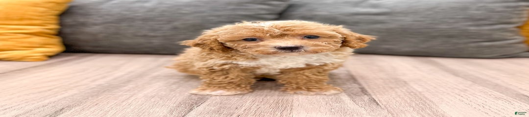 Toby