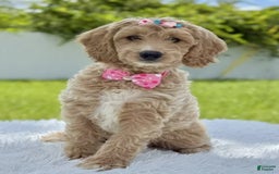 Mini Goldendoodle dogs for sale: Grace - Image 2