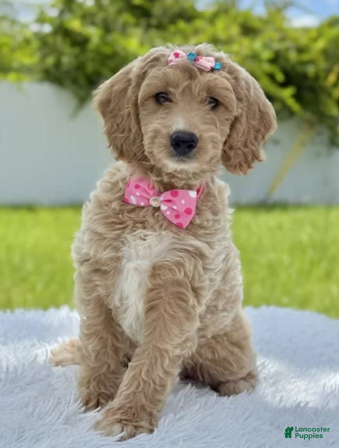 Mini Goldendoodle dogs for sale: Grace - Image 2