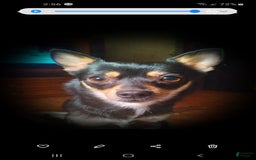 Chihuahua dogs for sale: Peanut - Image 2