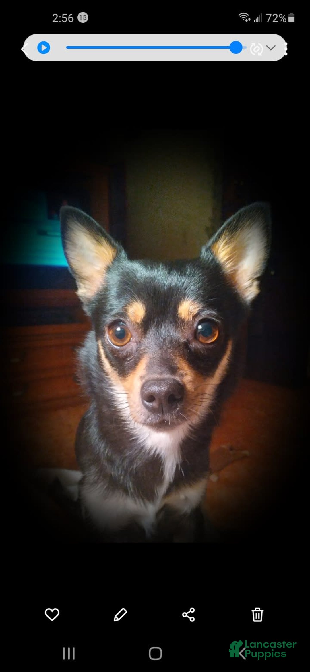 Chihuahua dogs for sale: Peanut - Image 2