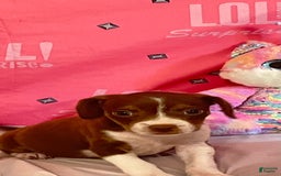 Boston Terrier dogs for sale: Zoey - Image 3