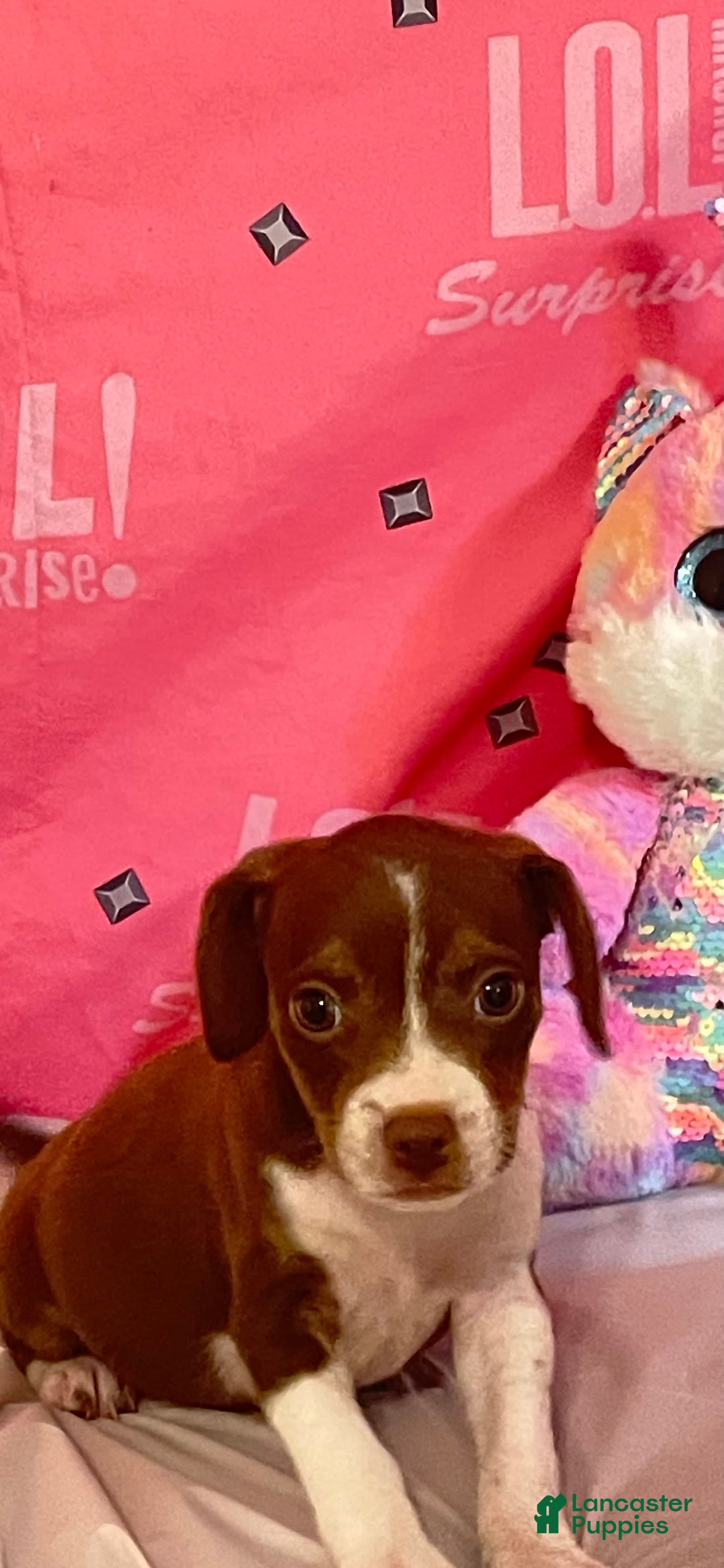 Boston Terrier dogs for sale: Zoey - Image 3