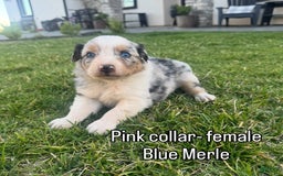 Australian Shepherd dogs for sale: Light Pink Collar - Image 3