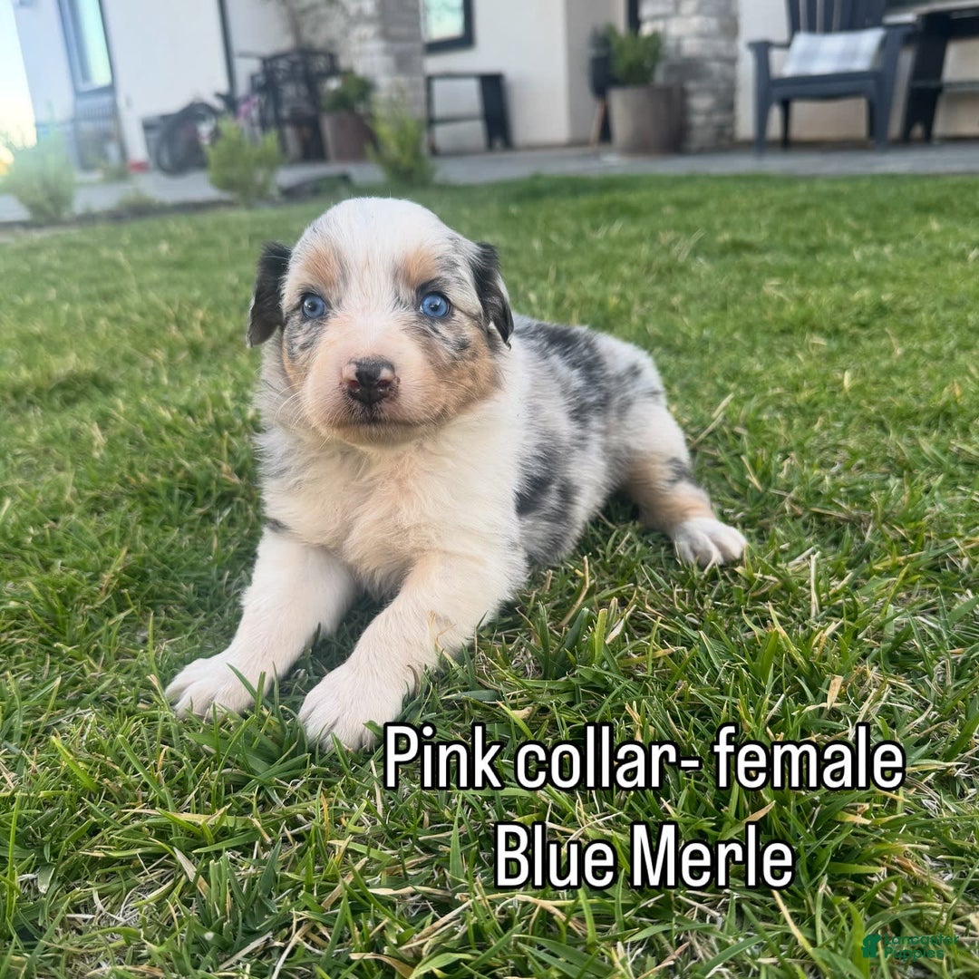 Australian Shepherd dogs for sale: Light Pink Collar - Image 3
