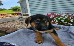 German Shepherd dogs for sale: Julia - Image 2
