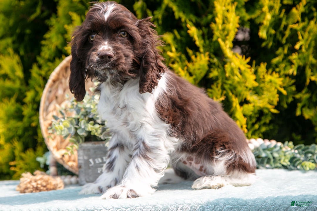 Cocker Spaniel dogs for sale: Darcy - Image 2