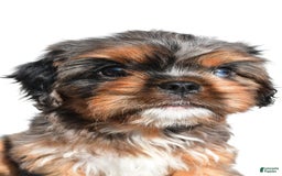 Cavapoo dogs for sale: Daisy - Image 2