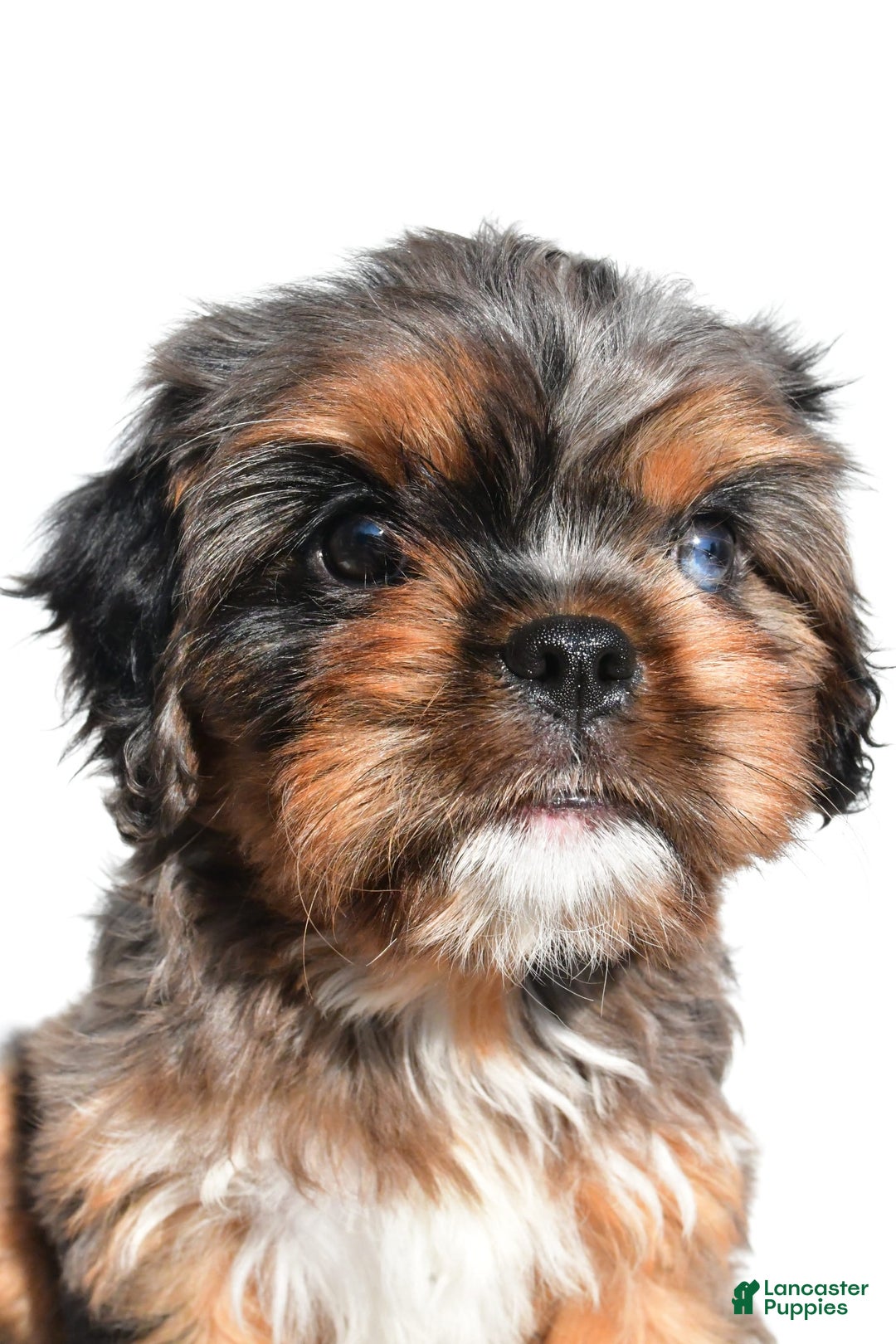 Cavapoo dogs for sale: Daisy - Image 2