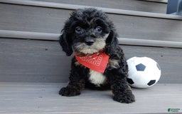 Cockapoo dogs for sale: Rocky - Image 2