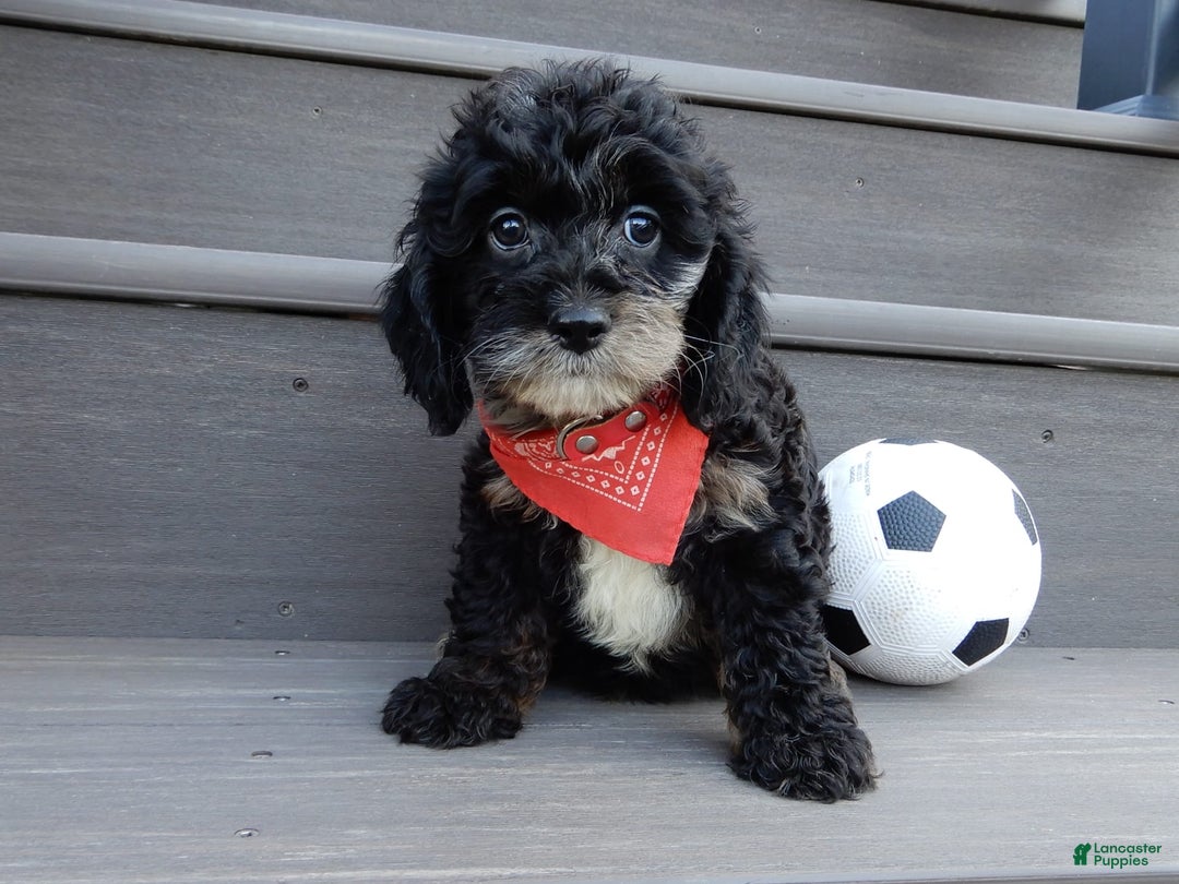 Cockapoo dogs for sale: Rocky - Image 2