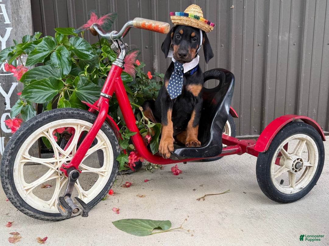 Doberman Pinscher dogs for sale: Mitch - Image 3