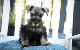 Miniature Schnauzer dogs for sale: Han - Image 15