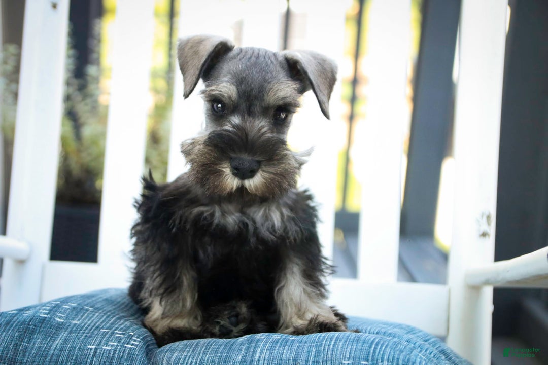 Miniature Schnauzer dogs for sale: Han - Image 15