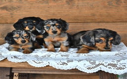 Miniature Dachshund dogs for sale: Dora - Image 2
