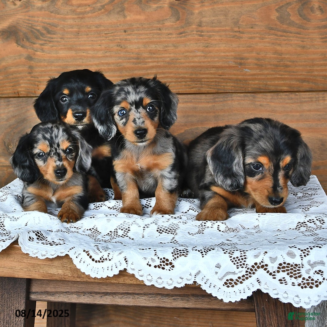Miniature Dachshund dogs for sale: Dora - Image 2