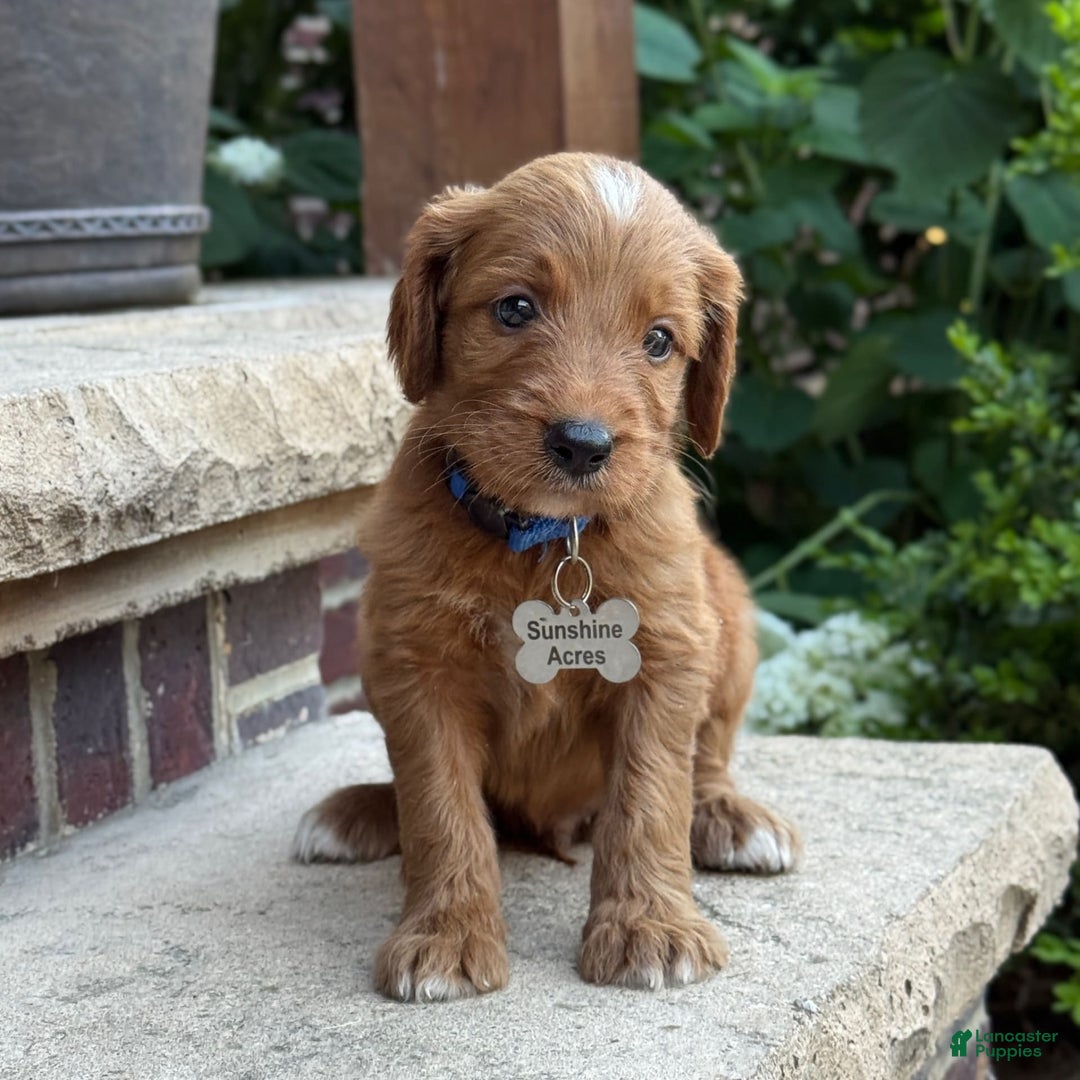 Goldendoodle dogs for sale: Ranger - Image 3