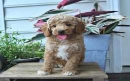 Mini Goldendoodle dogs for sale: Pepper - Image 1