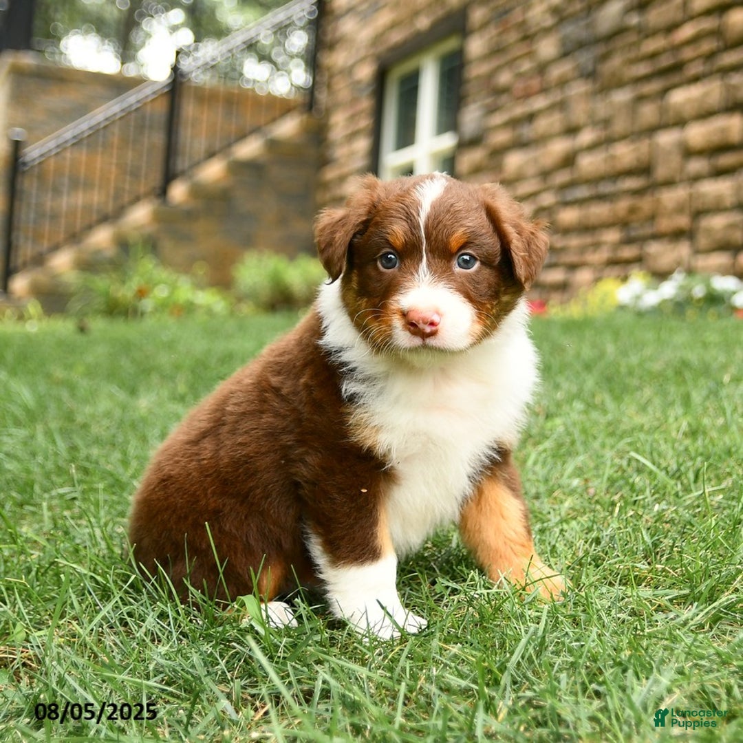 Australian Shepherd dogs for sale: Australian Shepherd 10 puppies - Image 21