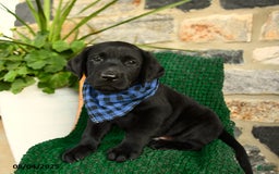 Labrador Retriever dogs for sale: Cannoli - Image 2