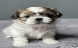 Shih Tzu dogs for sale: Bella - Image 3