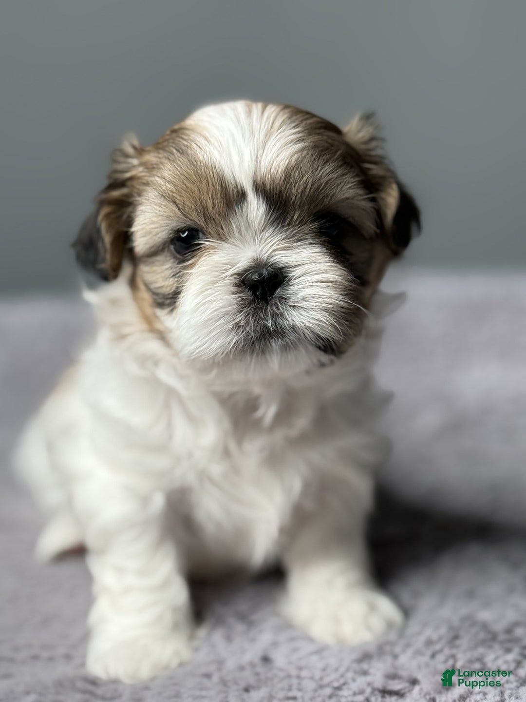 Shih Tzu dogs for sale: Bella - Image 3