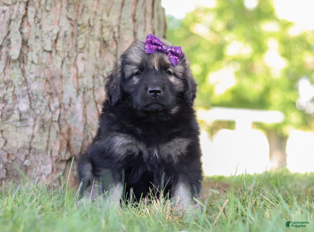 Newfoundland dogs for sale: Zara - Image 1