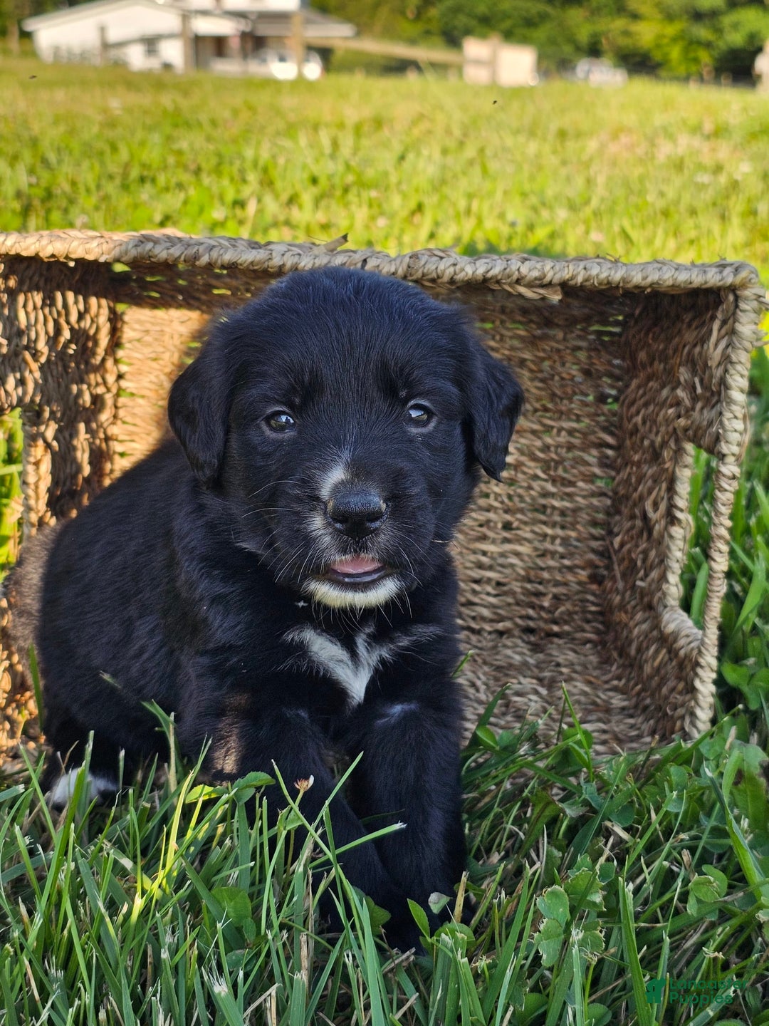 Bernese Mountain Dog dogs for sale: Bear - Image 1