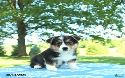 Welsh Corgi Pembroke dogs for sale: Molly - Image 1