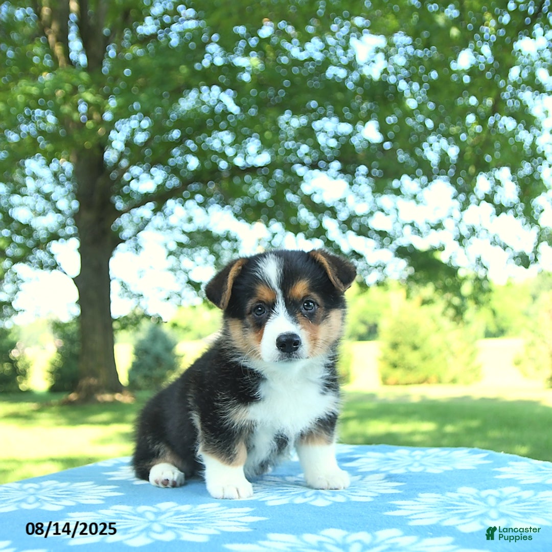 Welsh Corgi Pembroke dogs for sale: Molly - Image 1