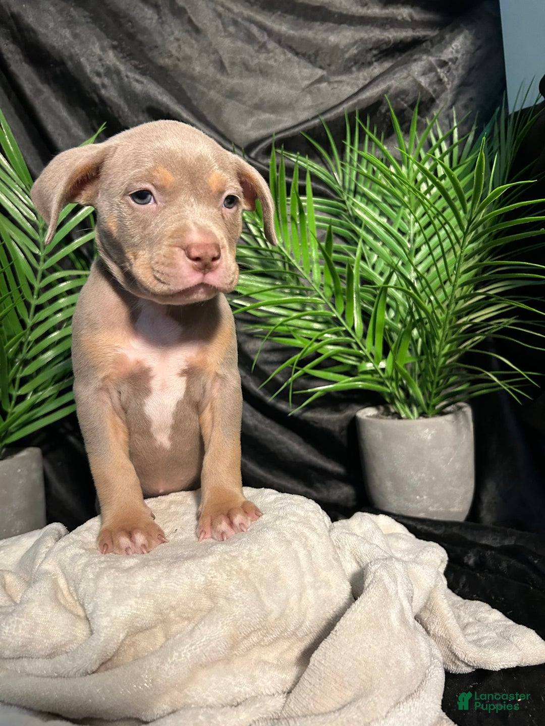 American Bully dogs for sale: Tweety Bird - Image 6
