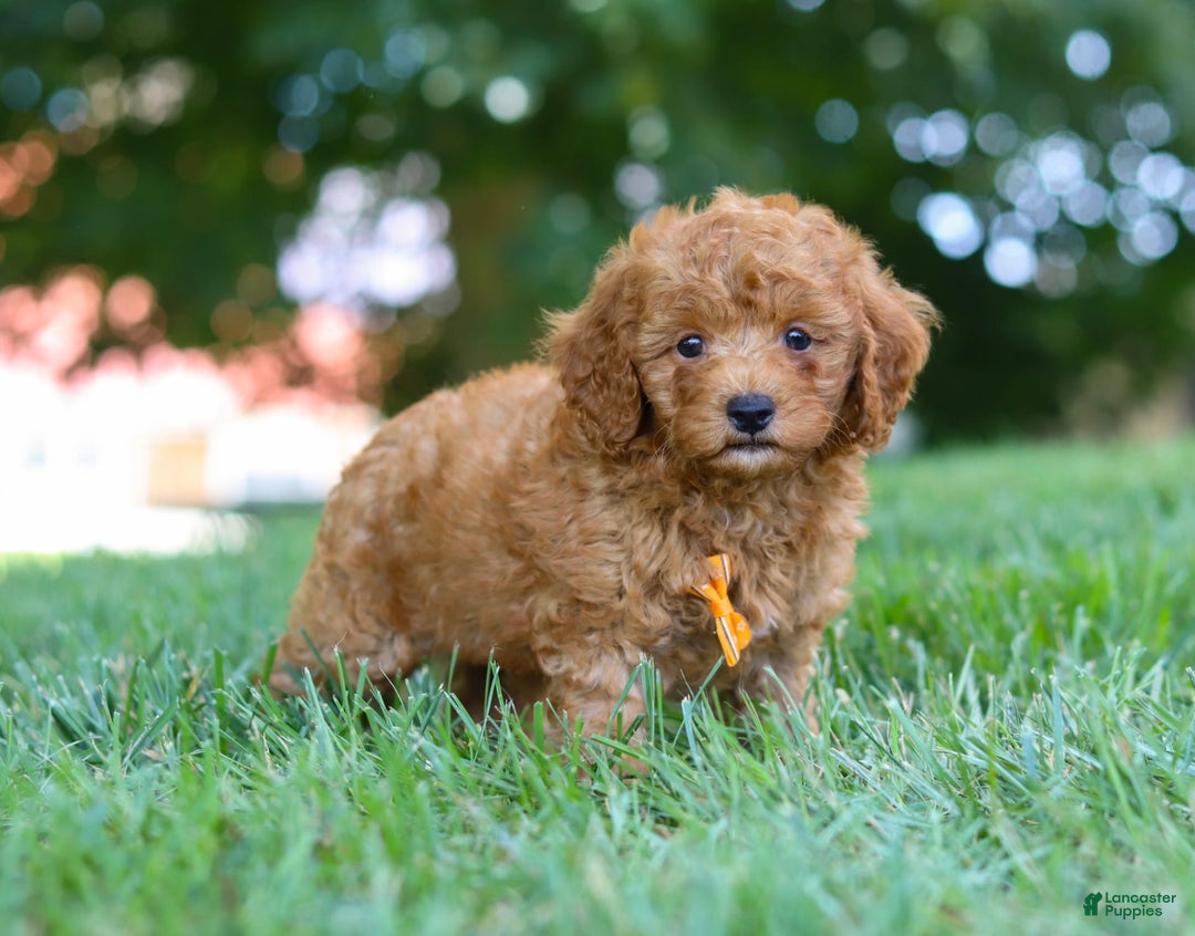 Cavapoo dogs for sale: Cavapoo 5 puppies - Image 28