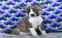 Boston Terrier dogs for sale: Blossom - Image 3