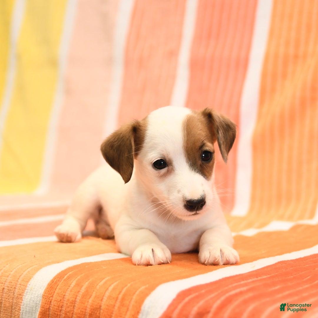 Jack Russell Terrier dogs for sale: Lisa - Image 3