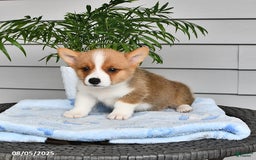 Welsh Corgi Pembroke dogs for sale: Jack - Image 3