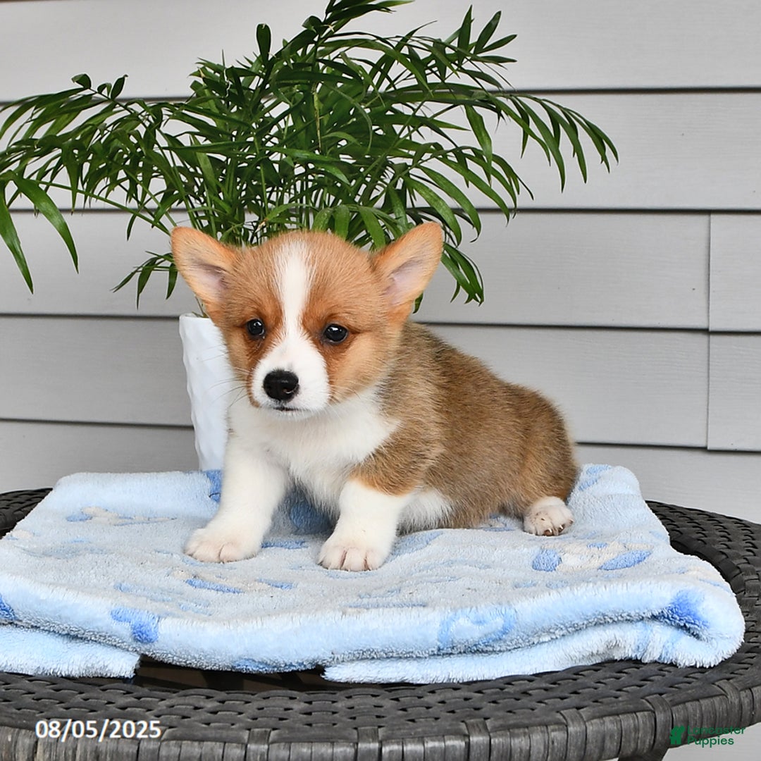 Welsh Corgi Pembroke dogs for sale: Jack - Image 3