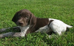 German Shorthaired Pointer dogs for sale: Martin - Image 1