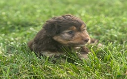 Aussiedoodle dogs for sale: Carter - Image 4