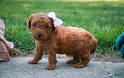 Miniature Poodle dogs for sale: Twila - Image 2