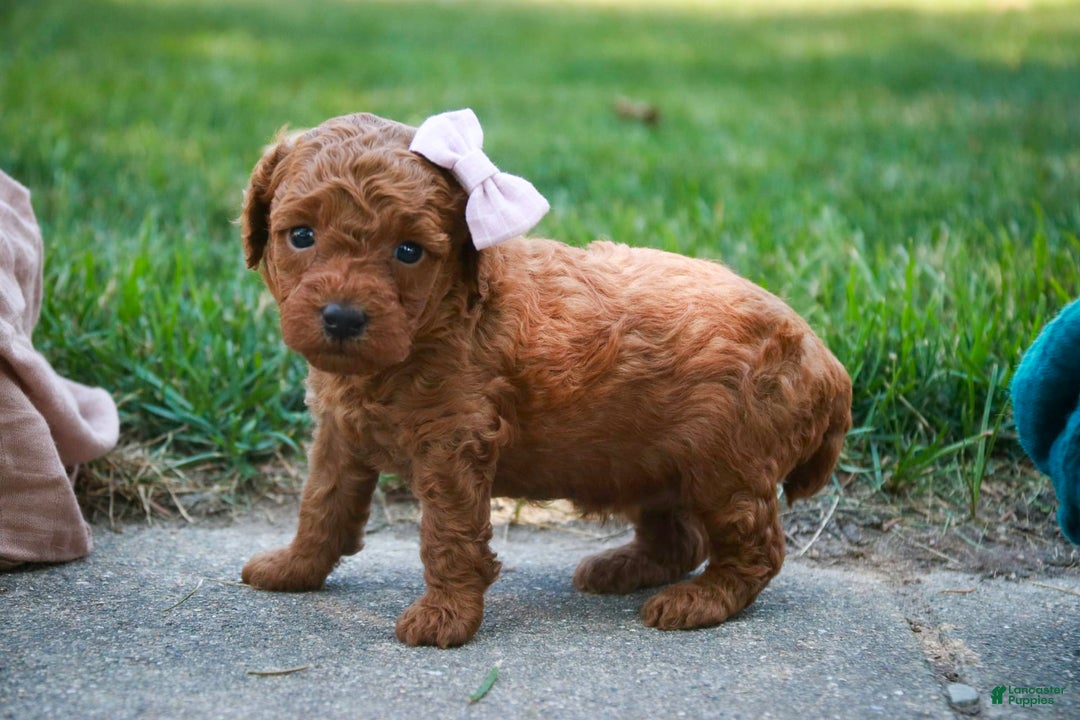 Miniature Poodle dogs for sale: Twila - Image 2