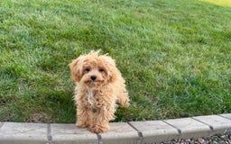 Maltipoo dogs for sale: Sherry - Image 15