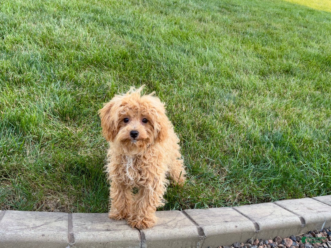 Maltipoo dogs for sale: Sherry - Image 15