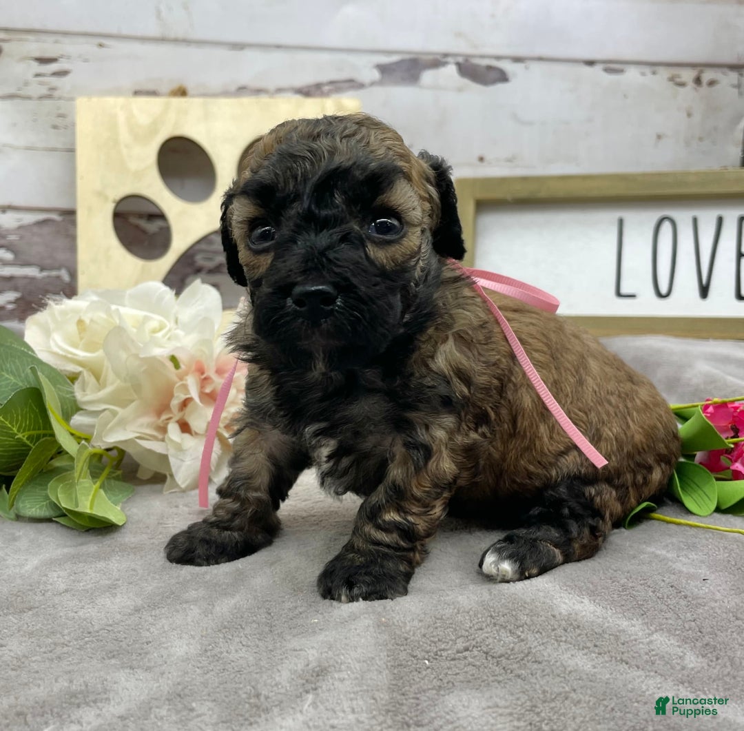 Miniature Poodle dogs for sale: Tara - Image 5