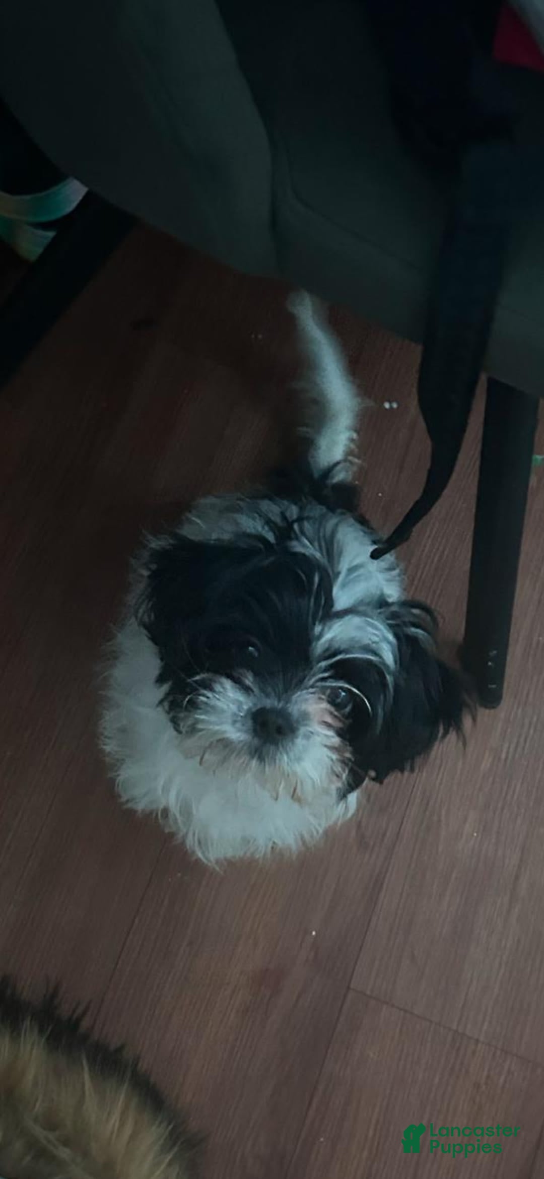 Shih Tzu dogs for sale: Oreo - Image 1