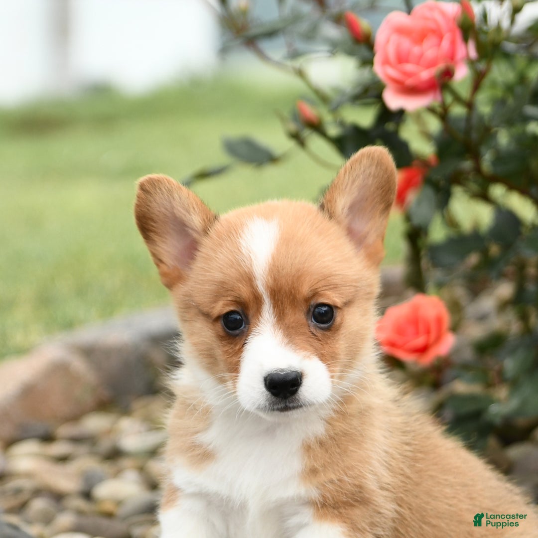 Welsh Corgi Pembroke dogs for sale: Cheeto - Image 1