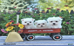 Maltese dogs for sale: Betsy Extra Small - Image 3