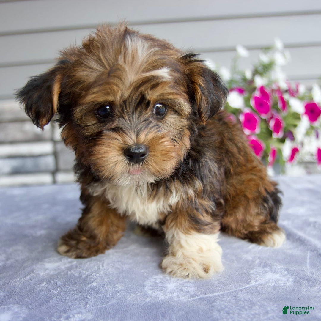 Shorkie dogs for sale: Ellington - Image 1