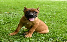 Cane Corso dogs for sale: Tova - Image 9