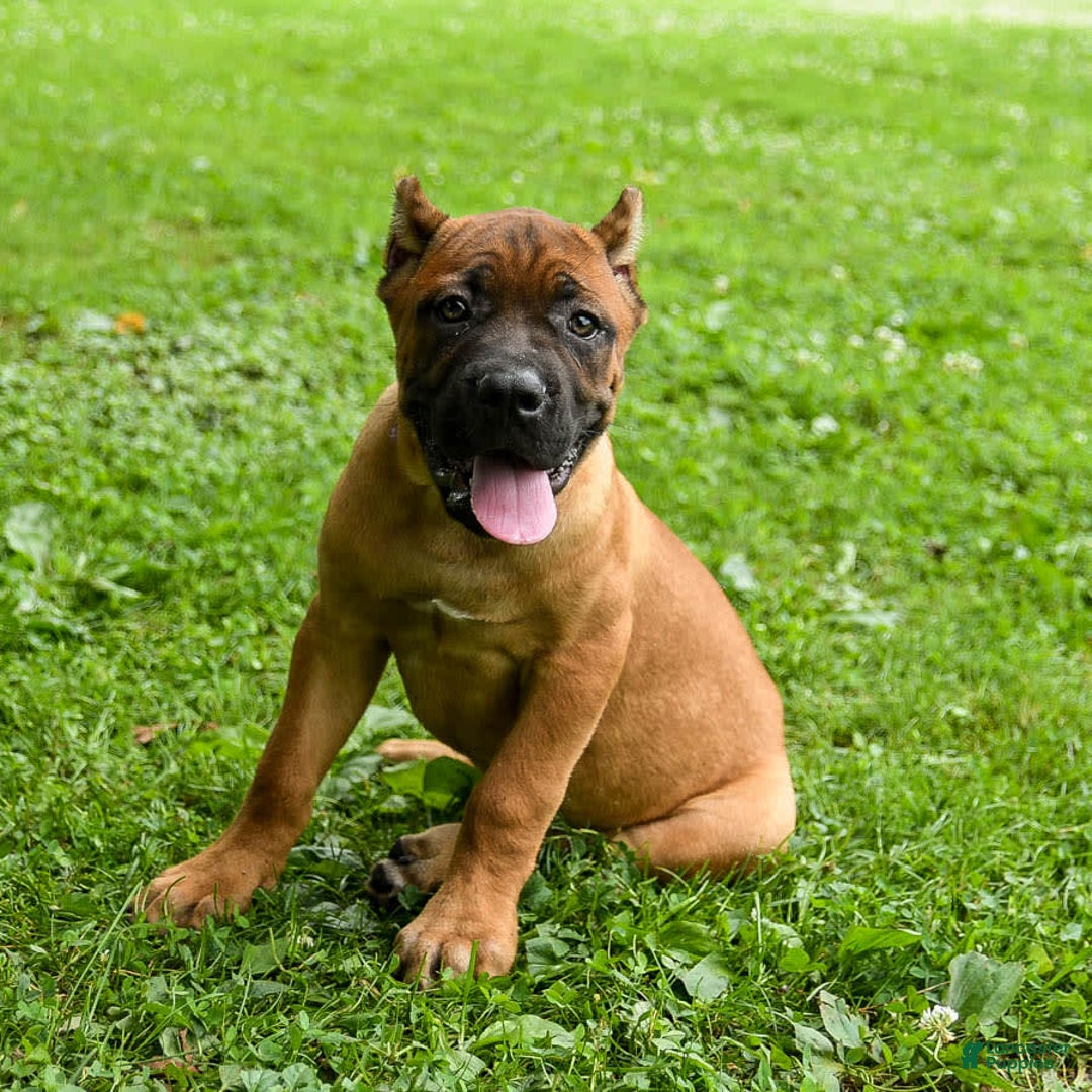 Cane Corso dogs for sale: Tova - Image 9